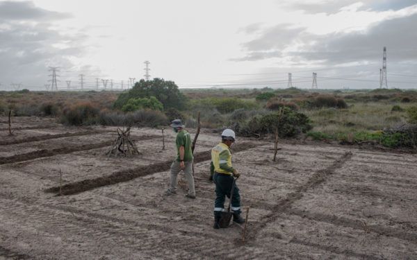 Vegetation Rehabilitation: Understand then Act | NCC Group